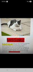 Lost Male Cat last seen Atherleigh way , Greater Manchester, England WN7 5TA