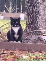 Found/Stray Male Cat last seen Near NW 82nd Ave Miami Lakes, FL  33016 United States, Miami Lakes, FL 33016