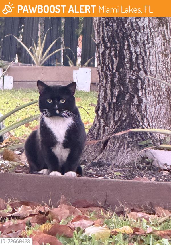 Found/Stray Male Cat last seen Near NW 82nd Ave Miami Lakes, FL  33016 United States, Miami Lakes, FL 33016