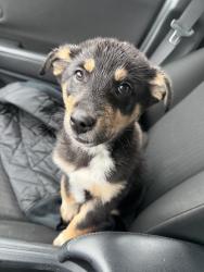 Found/Stray Male Dog last seen Legacy Mount Hood hosp parking lot, Troutdale, OR 97060