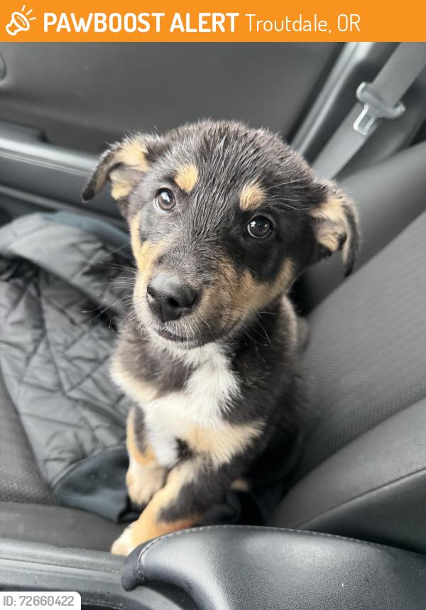 Found/Stray Male Dog last seen Legacy Mount Hood hosp parking lot, Troutdale, OR 97060