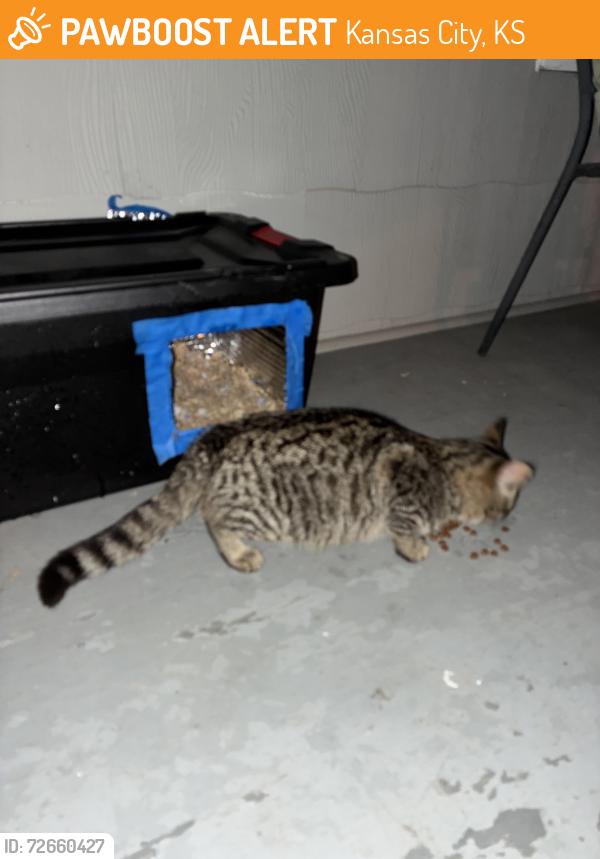 Found/Stray Male Cat last seen 5th St & Splitlog Ave, Kansas City, KS 66101