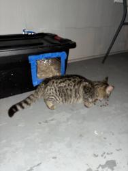 Found/Stray Male Cat last seen 5th St & Splitlog Ave, Kansas City, KS 66101