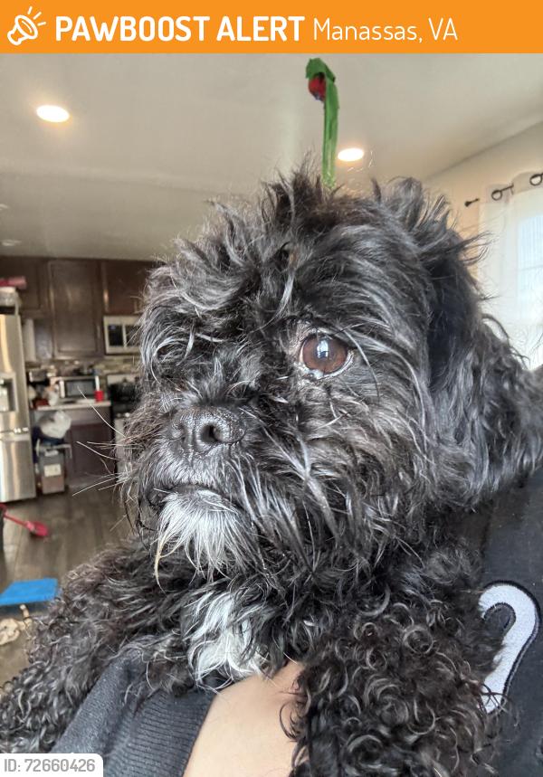 Found/Stray Male Dog last seen Fairmount Ave and Portmouth Rd Manassas, Virginia, Manassas, VA 20109