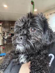 Found/Stray Male Dog last seen Fairmount Ave and Portmouth Rd Manassas, Virginia, Manassas, VA 20109