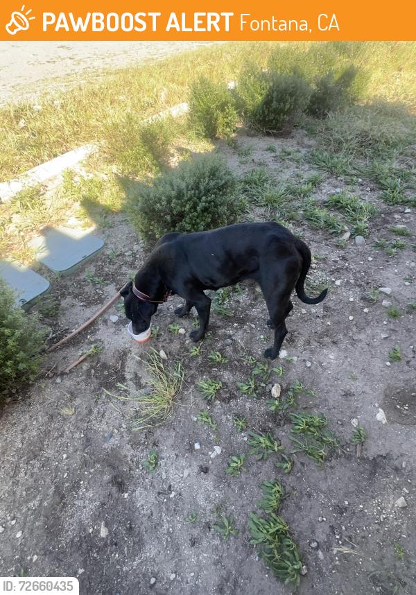 Found/Stray Female Dog last seen Sierra Lakes Pkwy Fontana , Fontana, CA 92336