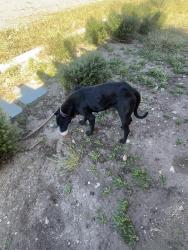 Found/Stray Female Dog last seen Sierra Lakes Pkwy Fontana , Fontana, CA 92336