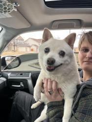 Found/Stray Female Dog last seen Progress and tower in centenntial, Centennial, CO 80015