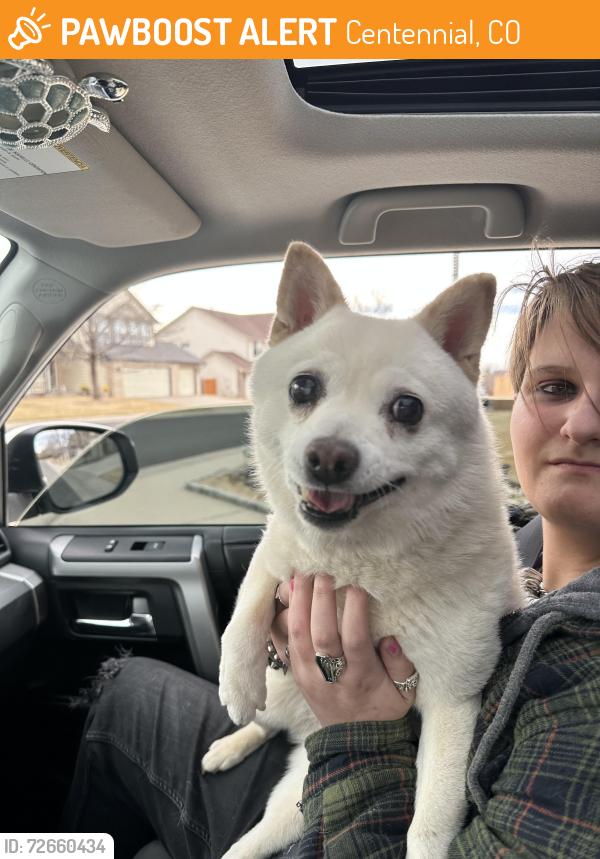 Found/Stray Female Dog last seen Progress and tower in centenntial, Centennial, CO 80015