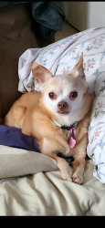 Lost Female Dog last seen Trevi, maple, caughdenoy, Clay, NY 13041