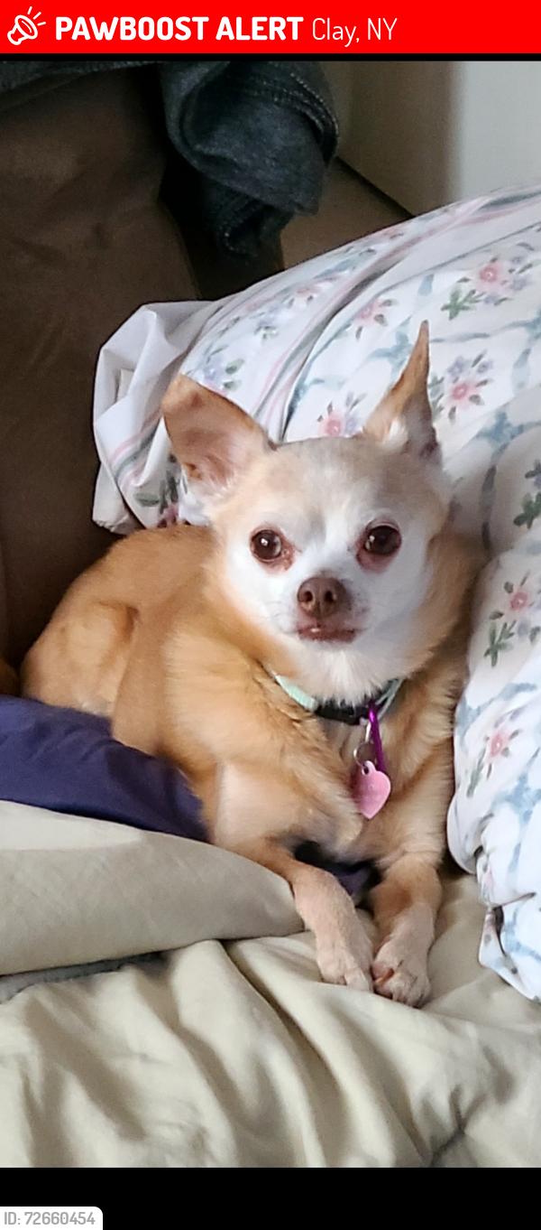 Lost Female Dog last seen Trevi, maple, caughdenoy, Clay, NY 13041