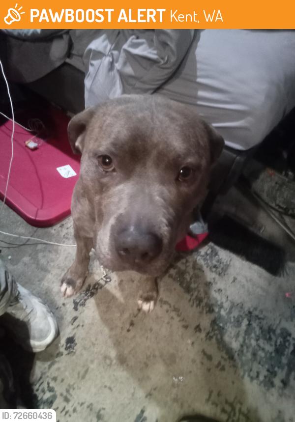 Found/Stray Female Dog last seen Central & James, Kent Station , Kent, WA 98032