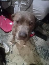 Found/Stray Female Dog last seen Central & James, Kent Station , Kent, WA 98032