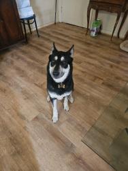Found/Stray Female Dog last seen Near Lloyd Place West Hollywood CA 90069, West Hollywood, CA 90069