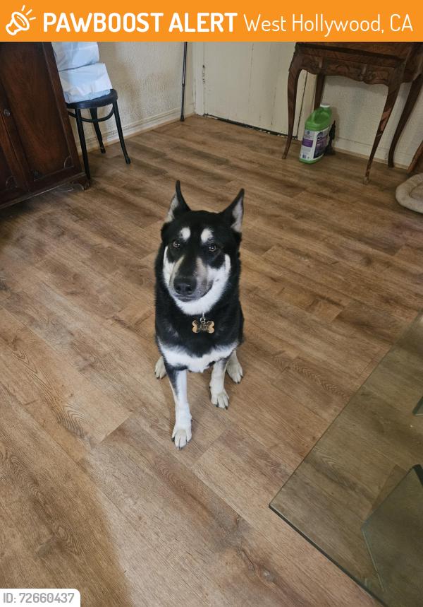 Found/Stray Female Dog last seen Near Lloyd Place West Hollywood CA 90069, West Hollywood, CA 90069