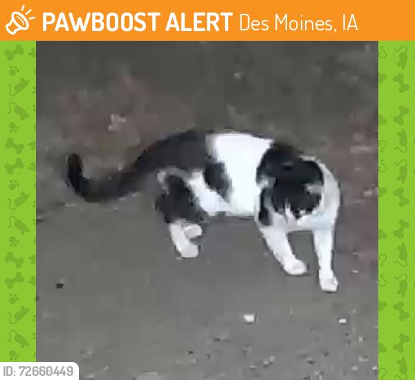Found/Stray Unknown Cat last seen Near Arthur Avenue, Des Moines, IA 50317