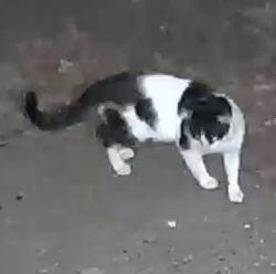 Found/Stray Unknown Cat last seen Near Arthur Avenue, Des Moines, IA 50317