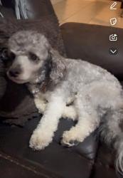 Lost Male Dog last seen Near west service rd/ Kelly Elliot Rd, Arlington, TX 76016