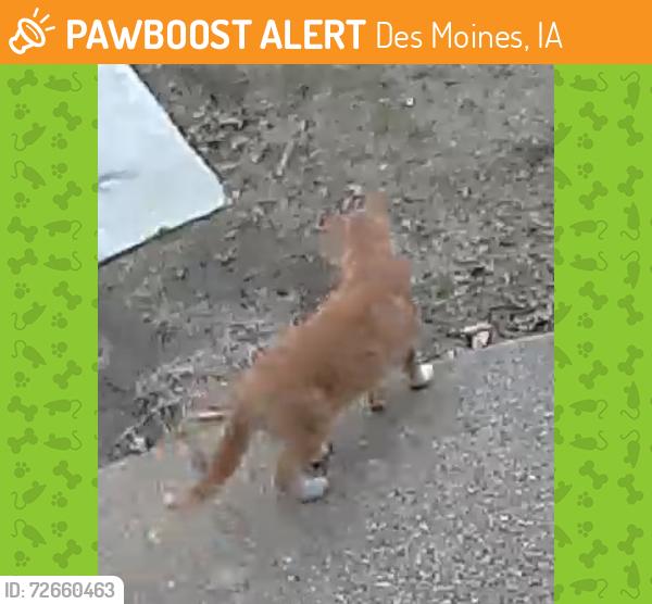 Found/Stray Unknown Cat last seen Near Arthur Avenue , Des Moines, IA 50317