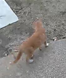 Found/Stray Unknown Cat last seen Near Arthur Avenue , Des Moines, IA 50317
