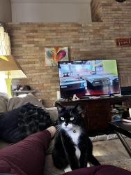 Lost Female Cat last seen 16th ave sw and 19th pl sw, Florida Ridge, FL 32962