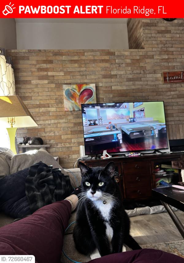 Lost Female Cat last seen 16th ave sw and 19th pl sw, Florida Ridge, FL 32962