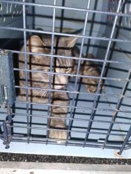 Found/Stray Male Cat last seen Hudson Ave and Titus Ave, W Irondequoit , Irondequoit, NY 14617