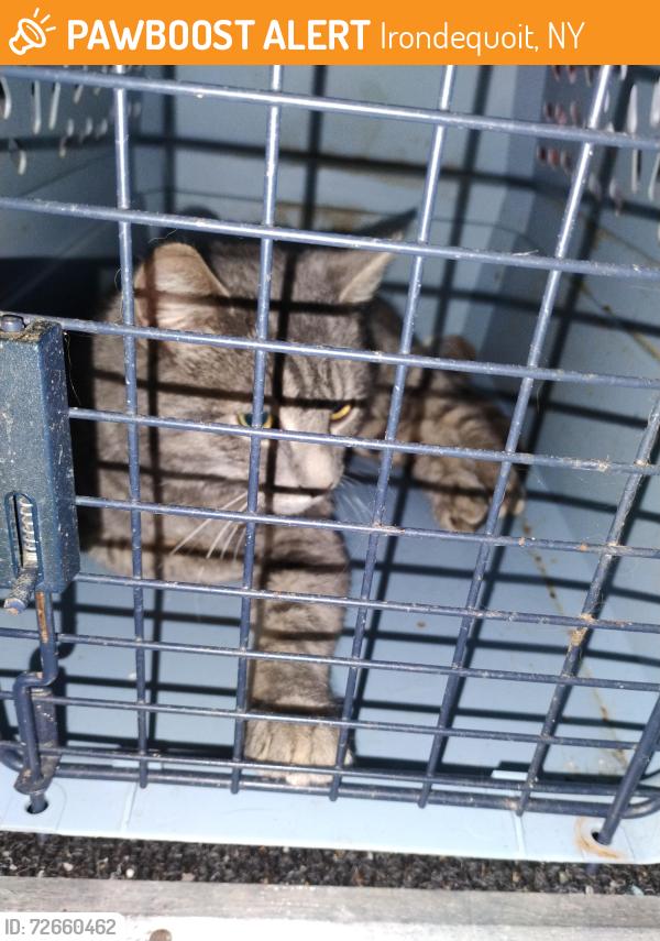 Found/Stray Male Cat last seen Hudson Ave and Titus Ave, W Irondequoit , Irondequoit, NY 14617