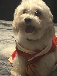 Lost Male Dog last seen Hefner, Oklahoma City, OK 73114