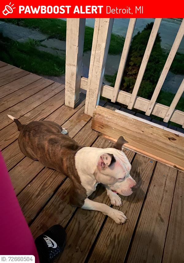 Lost Female Dog last seen McGraw and Martin street , Detroit, MI 48210