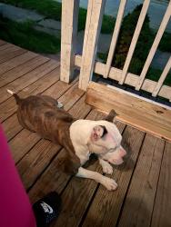 Lost Female Dog last seen McGraw and Martin street , Detroit, MI 48210