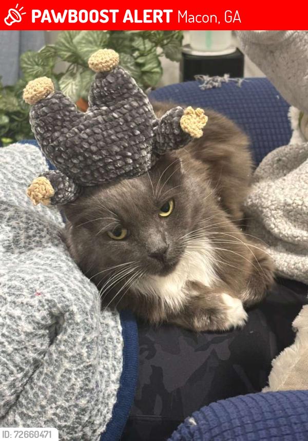 Lost Female Cat last seen Luvenia dr and bowman st, Macon, GA 31217