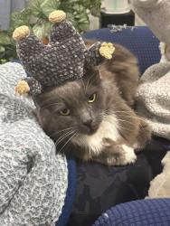 Lost Female Cat last seen Luvenia dr and bowman st, Macon, GA 31217