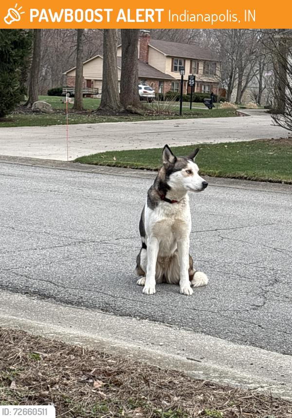 Found/Stray Male Dog last seen Seabreeze Way and Stormhaven Way, Indianapolis, IN 46256