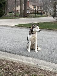 Found/Stray Male Dog last seen Seabreeze Way and Stormhaven Way, Indianapolis, IN 46256