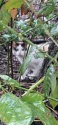 Found/Stray Unknown Cat last seen Andover Park apmts , Beaverton, OR 97007