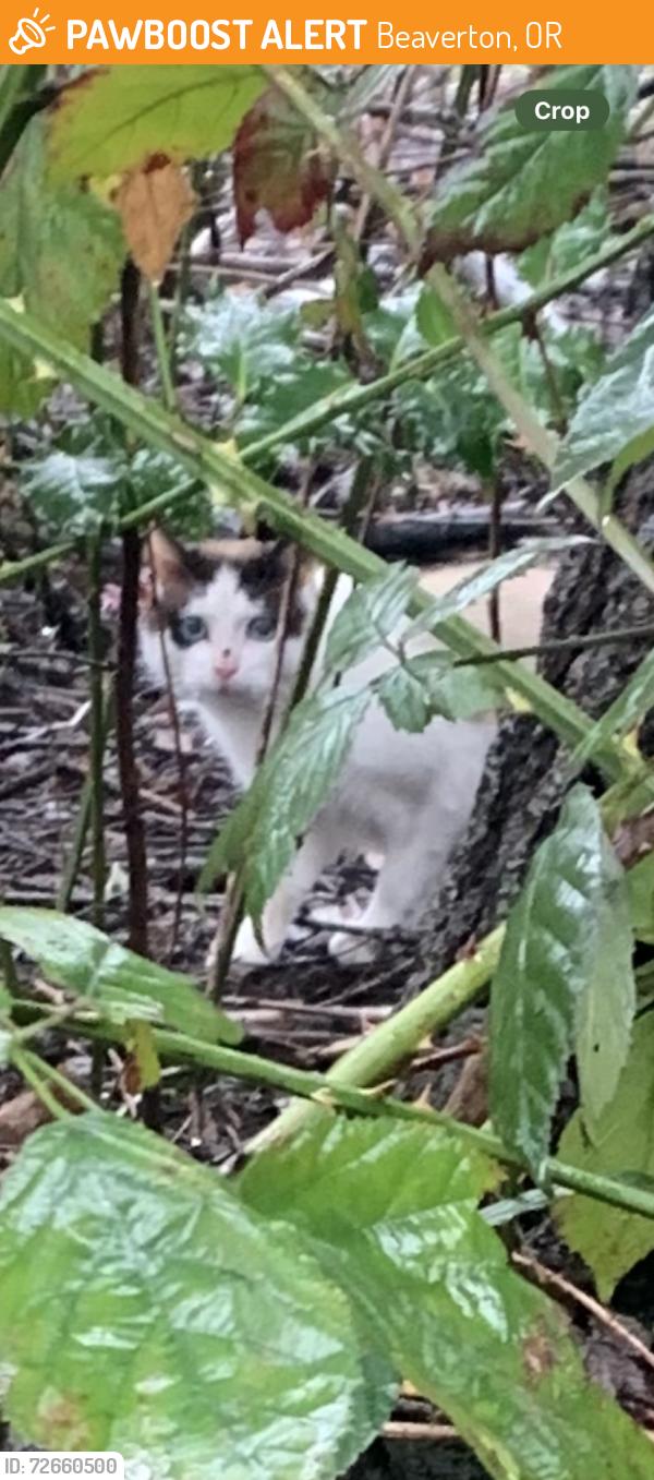 Found/Stray Unknown Cat last seen Andover Park apmts , Beaverton, OR 97007
