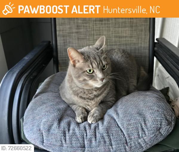 Found/Stray Female Cat last seen Skybrook neighborhood, Huntersville, NC 28078