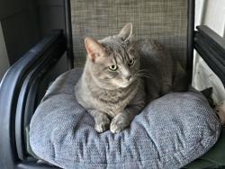 Found/Stray Female Cat last seen Skybrook neighborhood, Huntersville, NC 28078