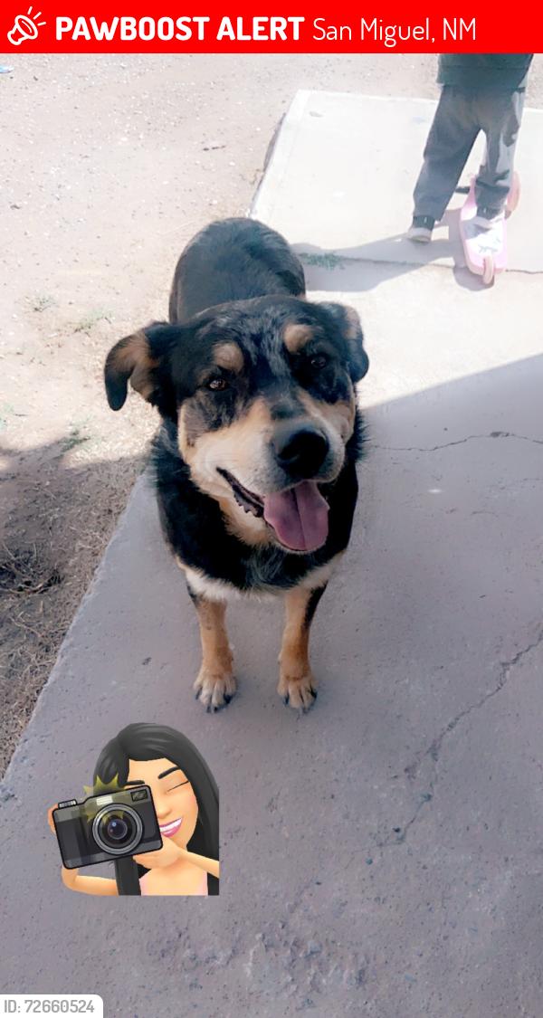 Lost Male Dog last seen Moonlight rd, stardust rd, twilight rd. Castillo rd , San Miguel, NM 88044