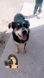 Lost Male Dog last seen Moonlight rd, stardust rd, twilight rd. Castillo rd , San Miguel, NM 88044