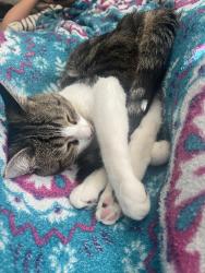 Lost Male Cat last seen Near w arabian way, West Valley City, UT 84128
