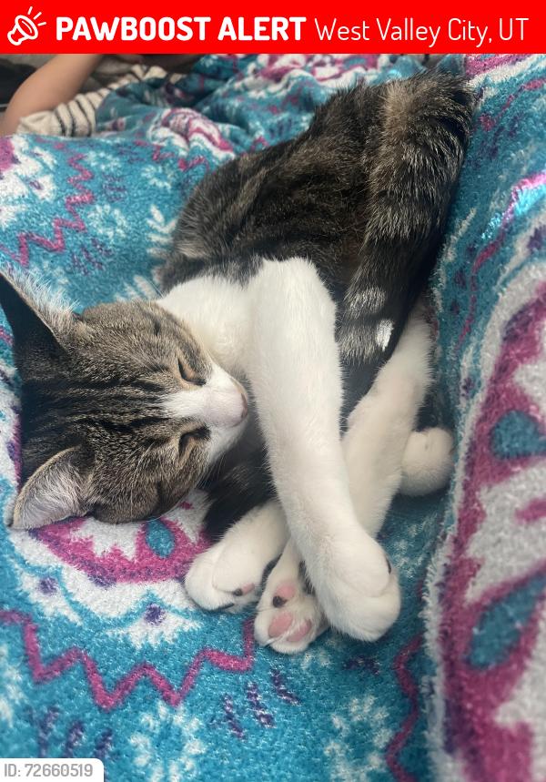 Lost Male Cat last seen Near w arabian way, West Valley City, UT 84128