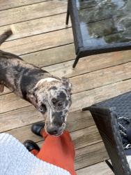 Found/Stray Unknown Dog last seen Ulmer Road, Columbia, SC 29209