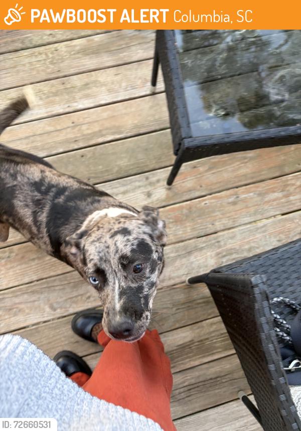 Found/Stray Unknown Dog last seen Ulmer Road, Columbia, SC 29209