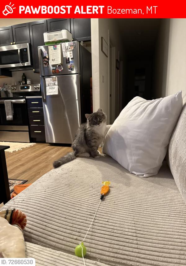 Lost Female Cat last seen Cattail Street, Bozeman, MT 59718