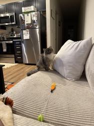 Lost Female Cat last seen Cattail Street, Bozeman, MT 59718