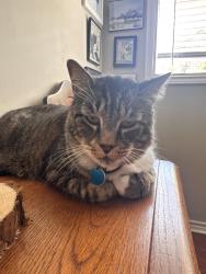 Lost Male Cat last seen Torn down hse on 750 Rosemary, Bryan, TX 77802