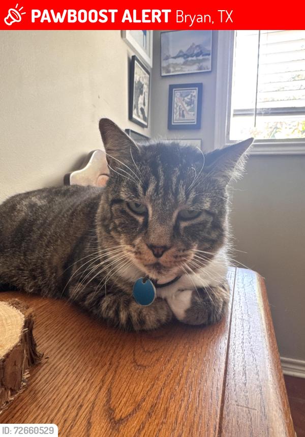 Lost Male Cat last seen Torn down hse on 750 Rosemary, Bryan, TX 77802