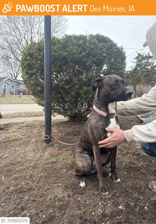 Found/Stray Female Dog last seen Scott Ave. , Des Moines, IA 50317